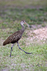 Limpkin bird