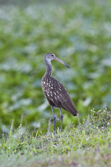 Limpkin bird