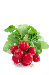 Radish