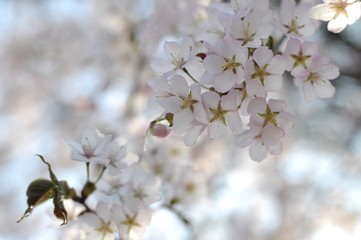 桜の枝