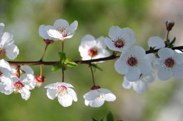 Fototapeta premium plum tree flowers