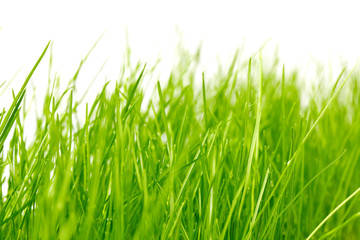 grass background