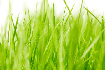 Fototapeta na wymiar grass background