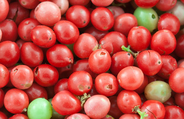 graines de baies roses, schinus terebinthifolus