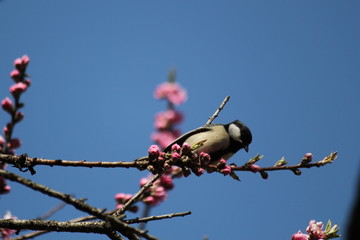 シジュウカラとモモの花