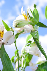 Obraz premium wild orchids flower on the air