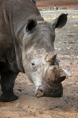 white rhino