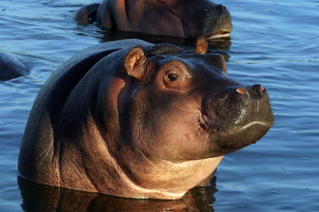 young Hippo