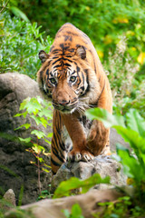 Sumatran tiger