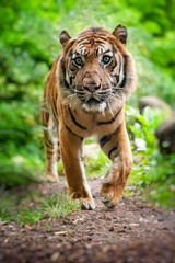 Sumatran tiger