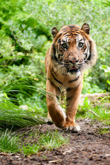 Obraz premium Sumatran tiger