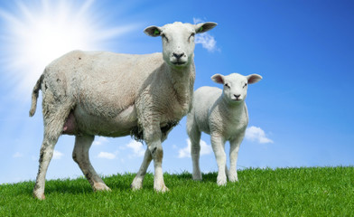 Obraz premium Mother sheep and her lamb in spring