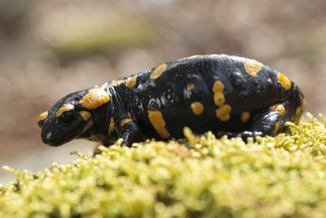 Salamandra salamandra