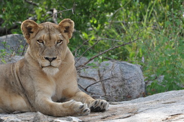 Plakat Löwe entspannt sich auf Felsen