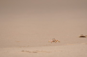 Krabbe am Strand