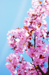 Fototapeta na wymiar Pink cherry drzewa w rozkwicie