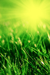 Grass in spring