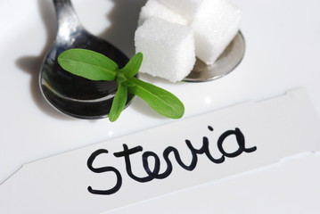 Stevia Süßkraut  Heilpflanze natürlicher Süßstoff