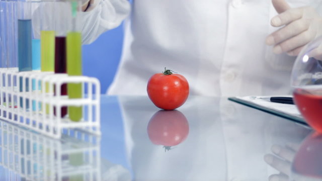 scientist hands with syringe injecting substance into tomato