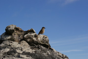 montagna