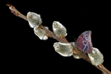 Butterfly on Pussy Willow
