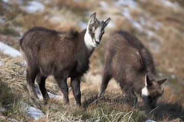 1 year old mountain goats