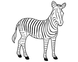 Fototapeta na wymiar Zebra Streifen