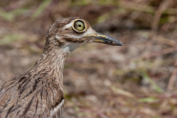 Water Thick-knee