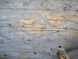 текстура сибирской сосны © sasha84