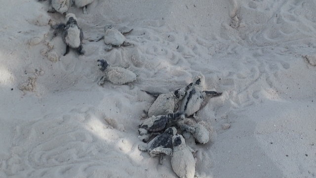 newborn sea turtles