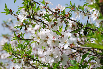 Fototapeta premium Spring blossom