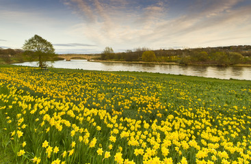A Sea of Daffodils in Aberdeen