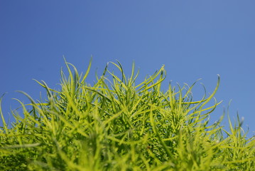 Erva em céu azul © kogia