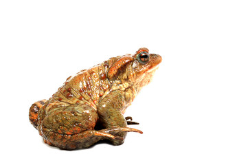 Fototapeta premium frog isolated on white