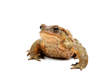 frog