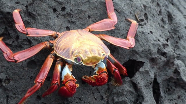 Red Galapagos crab