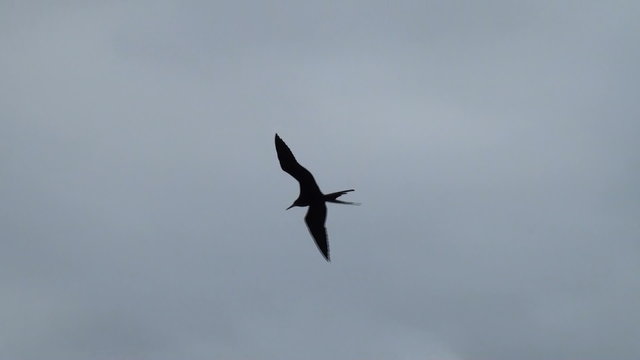 frigate-bird in the sky