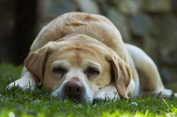 labrador retriever