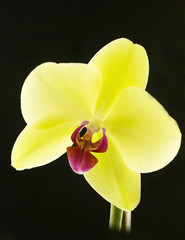 Yellow Orchid