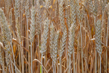 Fototapeta premium Food