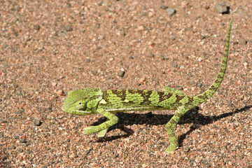 Green Cameleon