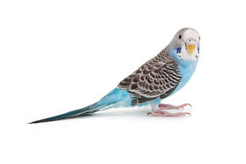 Fototapeta premium blue budgie