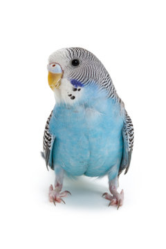 Fototapeta blue budgie