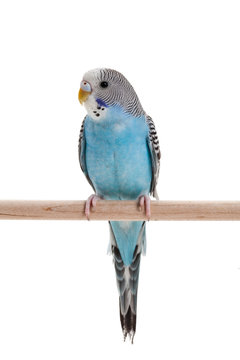 Fototapeta blue budgie