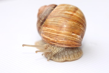 Snail