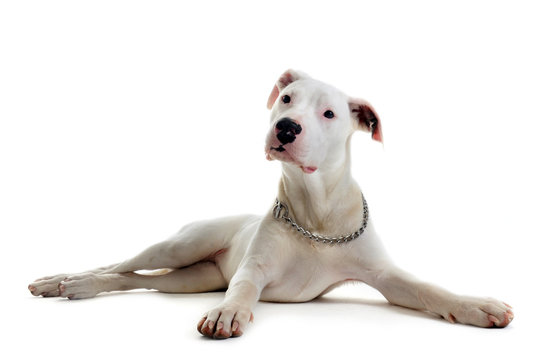 chiot dogue argentin