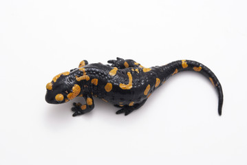 Salamandra salamandra