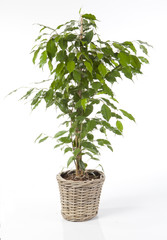 ficus benjamina détouré dans son pot osier