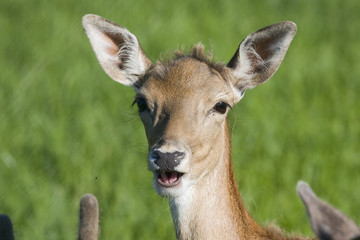reh portrait