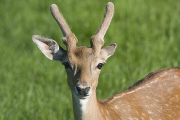 reh portrait